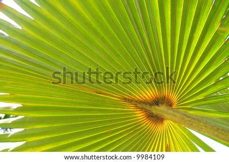 Tropical palm tree leave