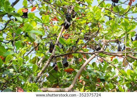 Large number of giant bats hanging on tree