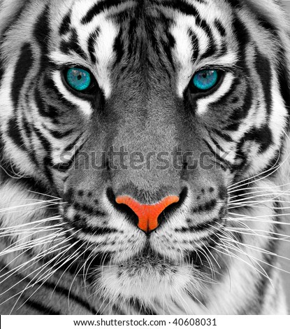Of A Tiger