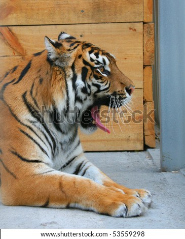 tiger with open mouth in the aviary