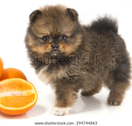 The puppy Pomeranian fruit