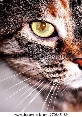 Half Face Profile Picture of a Cat with Sparkling Yellow Eye