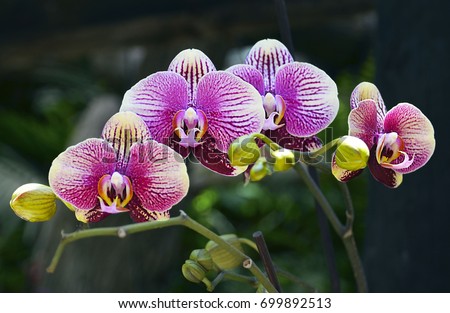 Orchid flower in tropical garden.Phalaenopsis Orchid flower growing on Tenerife,Canary Islands.Orchids.Floral background.Selective focus.