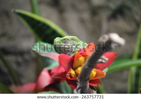 Waxy Monkey Frog (Phyllomedusa sauvagii) on a flower