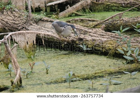 Black Crowned Night  Heron (Nycticorax nycticorax) with a fish