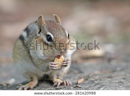 Chipmunk Eating with stuffed cheeks
