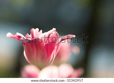 Gentle pink tulips on a flower field, art degradation