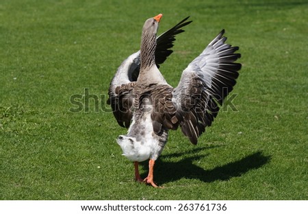 Gray goose standing on a green grass flapping its wings