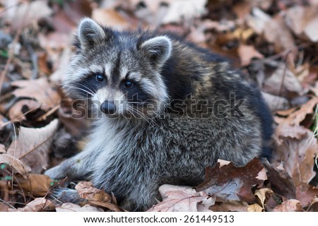 A baby raccoon was sleeping in a pile of leaves and woke up when hikers passed by.