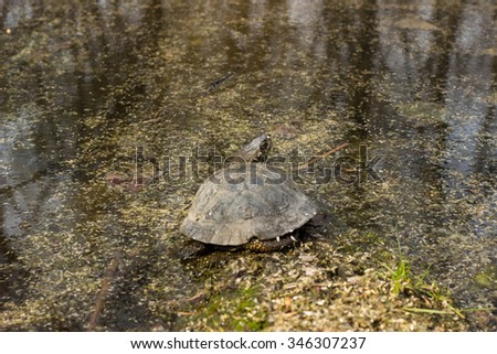 Water turtle marching on a log.