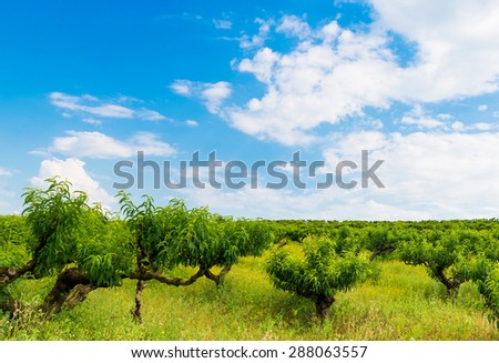 Fruit trees peaches on the background of blue sky