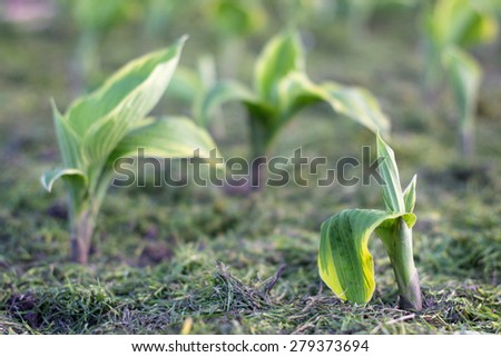 Plant hosta with decorative leaves in sunset light. Hosta\'s sprouts are beneath the grass on farm. Low depth of focus image.