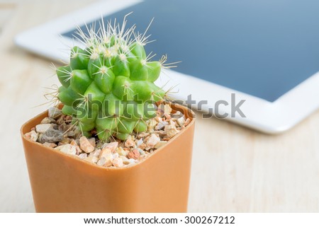 Cactus in a relaxed work