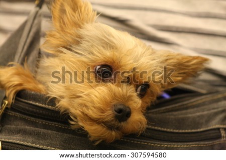 Puppy dog in a bag