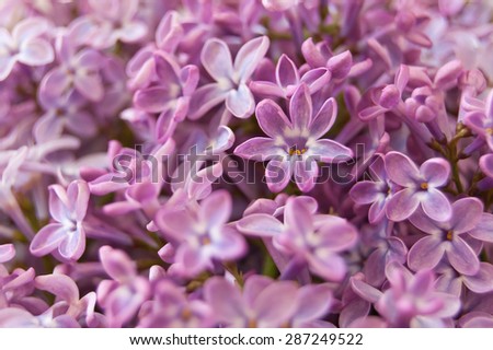 Lucky lilac flower. Flowering lilacs, lilac flower with seven petals in focus.