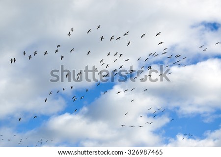 Flying birds flock. Barnacle geese in flight at autumn preparing to fly away.
