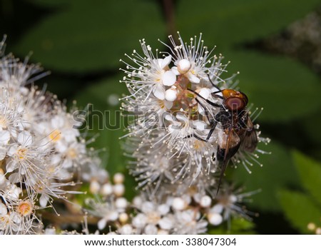 Close up of bee fly on white flower.