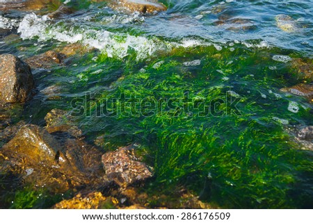 Green algae near the rocks, waves sway algae. Sea texture or background with marine algae and stones.
