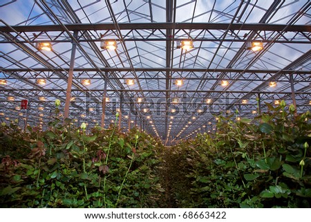 Flower cultivation in greenhouses. A hothouse with roses. Daisy flowers plants in greenhouse.