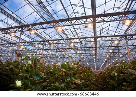 Flower cultivation in greenhouses. A hothouse with roses. Daisy flowers plants in greenhouse.