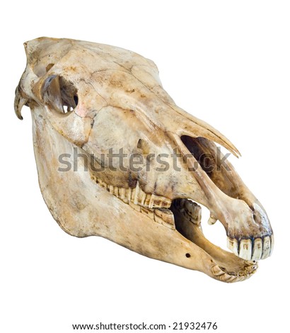 Horse Skull Anatomy