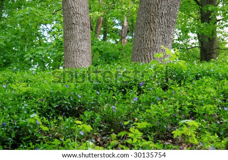 Spring flowers on the fringe of the forest