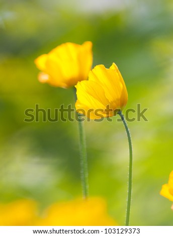 Vibrant yellow poppies in a meadow.