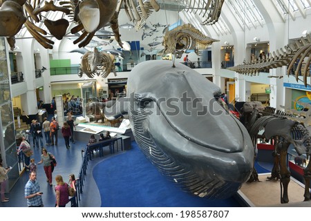 LONDON, UK - MAY 31, 2014: The interior of the Natural History Museum in London, The museum is home to life and earth science specimens comprising some 70 million items within five main collections.