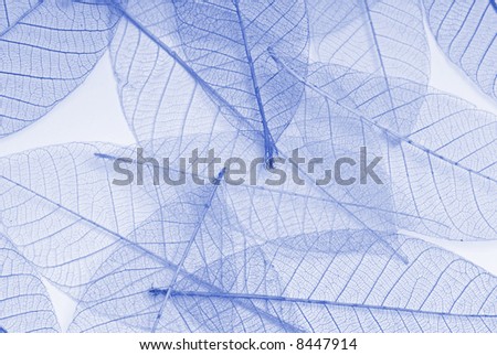 blue skeleton leaf background