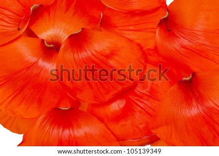 Natural background of fallen petals of red poppy