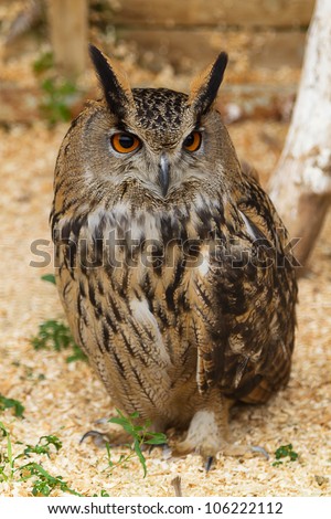 Powerful Eagle-Owl with big round eyes