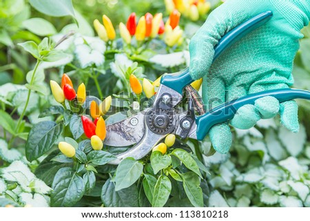 Hand in green gloves with pruning shears and chili pepper