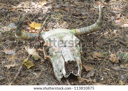 Old cow skull with horns in the woods