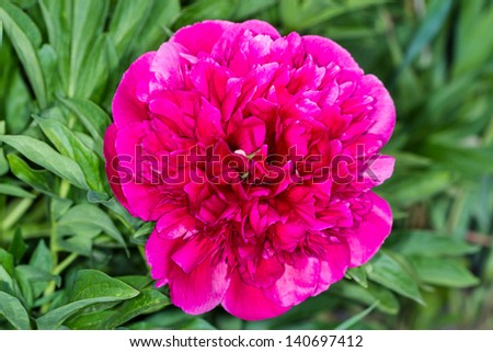 Burgundy peony on a bed. Nature Backgrounds