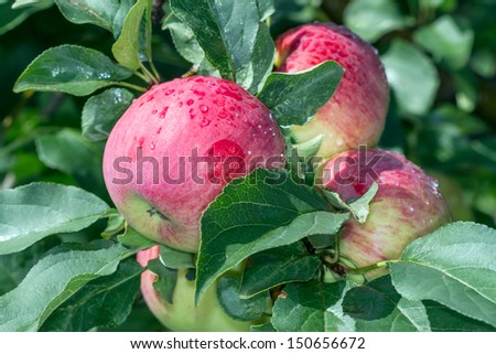 Four apples on a branch after the rain. Nature backgrounds