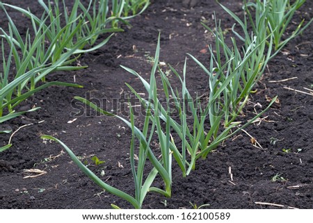 Beds of green garlic on a black ground