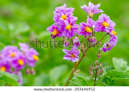 Closeup Purple flowers of potato. Nature  background