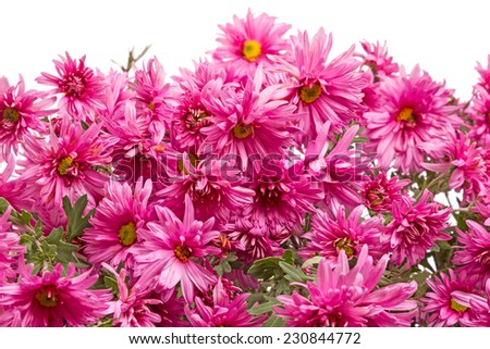 Flower pink chrysanthemums on white. Nature background
