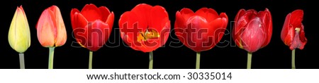 The seven periods in the life of a tulip flower. Isolated object. Black background.
