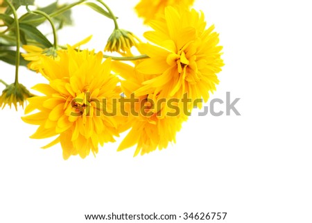 Heliopsis Yellow