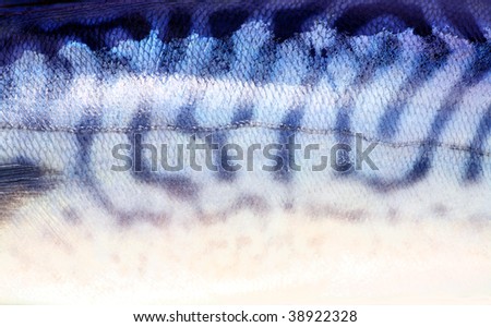 Mackerel scales, close-up - natural texture and background