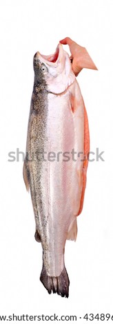 Trout Gills