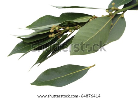 fresh bay leaf