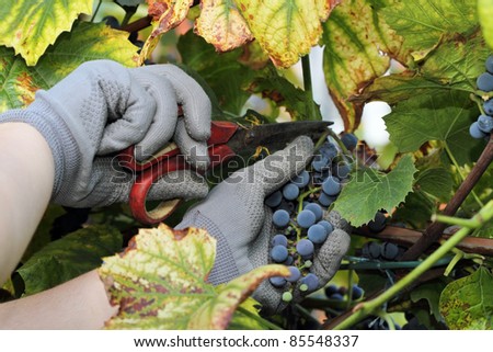 Women\'s hands are cut off in the gray glove blue grape scissors