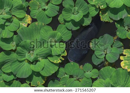 Fresh Water Fish Surrounded by Aquatic Plants