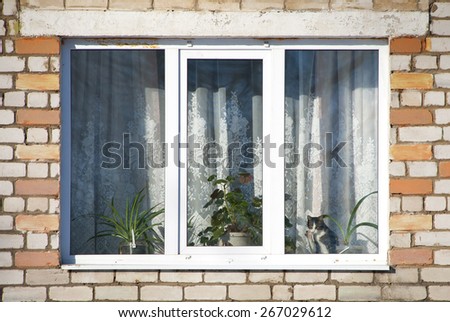 cat behind a window