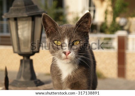 Grey cat with yellow green eyes near street lamp. Cat with smart look.
