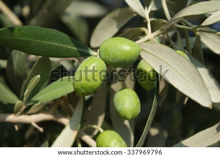 Olea europaea fruits and leaves. Olive tree branch.