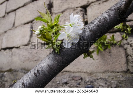 Flowers and the first leaves on the trunk the broken tree white cherry