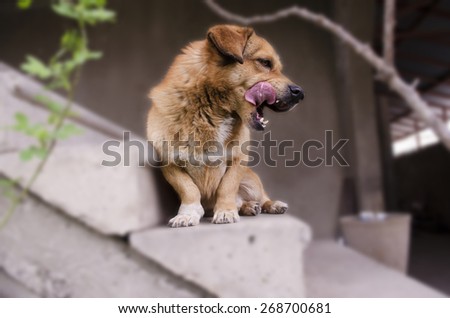 Undersized redhead dog sitting on stairs and with pleasure licked